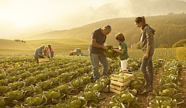 Il sistema di consulenza aziendale in agricoltura: prospettive ed opportunità per il sistema agroalimentare e per le imprese delle aree rurali in Regione Campania