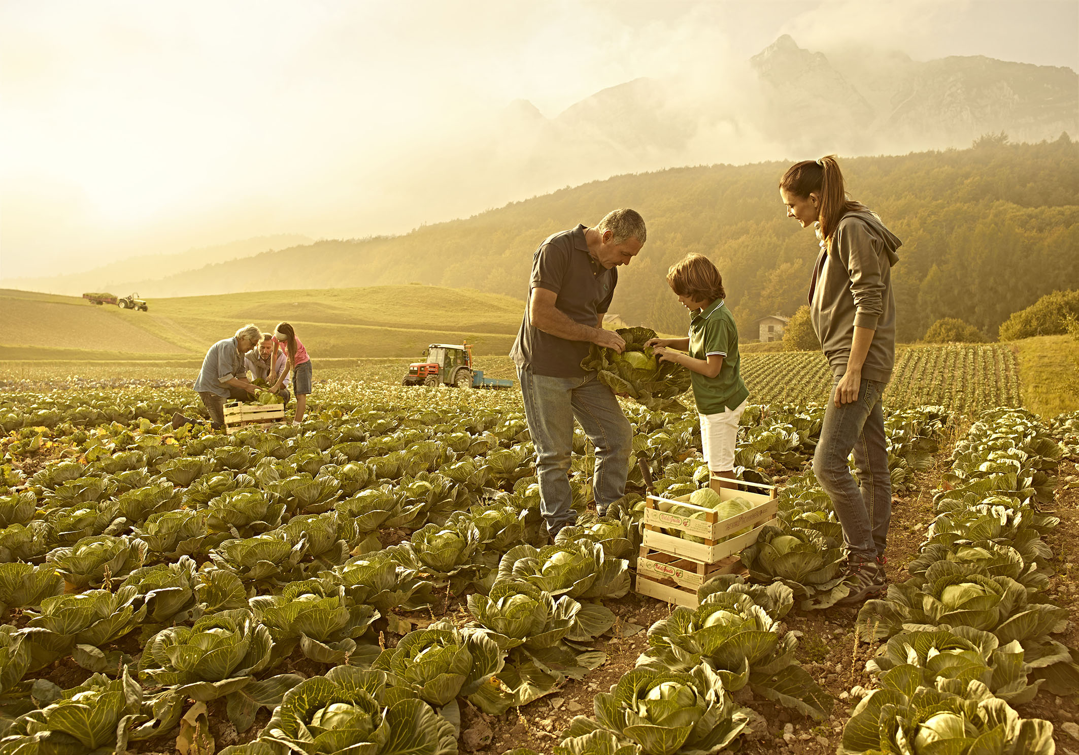 Il sistema di consulenza aziendale in agricoltura: prospettive ed opportunità per il sistema agroalimentare e per le imprese delle aree rurali in Regione Campania